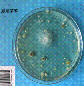 厕所菌落1