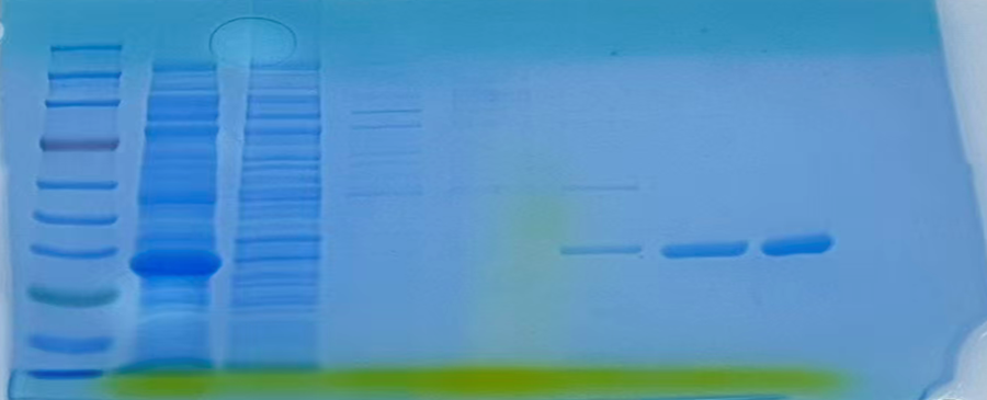 截屏2026-02-09 16.30.55